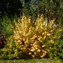 Cornus sanguinea 'Winter Flame' automne P18